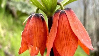 Hakkari'de açan ters laleler doğayı renklendirdi