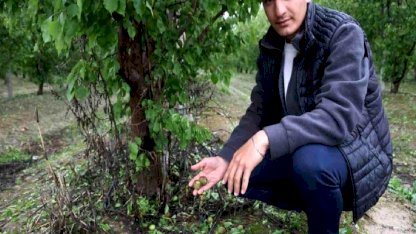 Hatay'da Dolu Zararı: Kayısı Bahçeleri Etkilendi