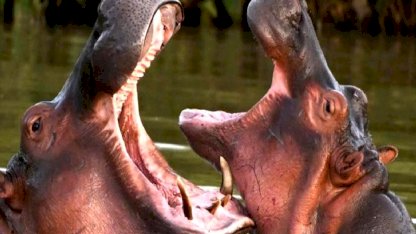 Hindistan'dan Kolombiya'ya teklif: Escobar'ın 'kokain hipopotamlarını' kurtaralım