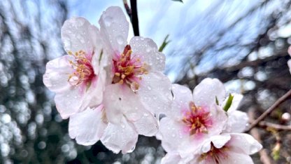 Hizan'da Badem Ağaçları Çiçek Açtı