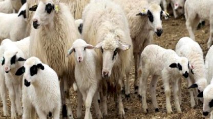 İbrahim Yumaklı duyurdu: Kırsalda Bereket Küçükbaşa Destek projesine başvurular açıldı