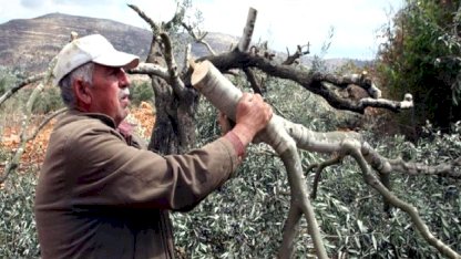 İsrailli işgalciler Batı Şeria'da 400 zeytin ağacını kesti