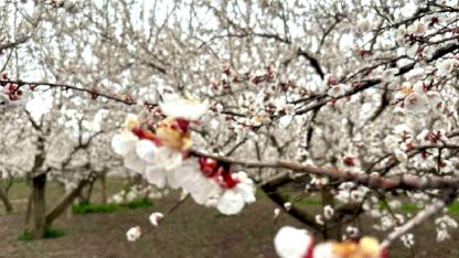 Kağızman'da Kayısı Ağaçları Çiçek Açtı