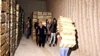 Kapadokya'daki doğal mağaralarda 'yatak limon' depolanıyor