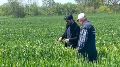 Keşan Akçeşme'de hububat alarmı! Yağış hastalıkları artırdı