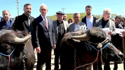 Kocaeli’de damızlık mandalar üreticilere teslim edildi