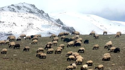Küçükbaş Hayvanlar Meralara Salındı