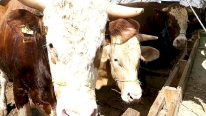 Kurban Bayramı öncesi hastalık ve kesimlere ilişkin tedbirler artırıldı