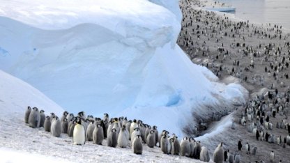 Küresel ısınmayla Antarktika'nın penguen ve fok popülasyonunu tehlike altında