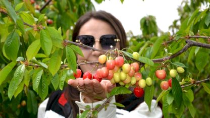 Manisa'da İlk Kiraz 6 Bin TL