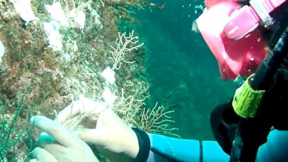 Marmara’da mercan seferberliği! Hasarlı resifler yeniden canlanacak