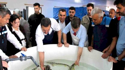 Mersin Balığı Karadeniz'e Salınıyor