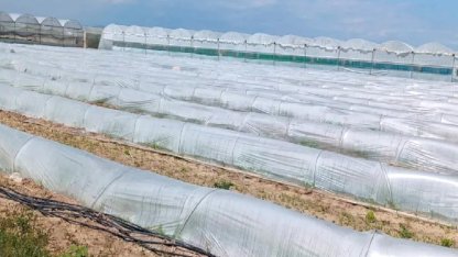 Mersin'de 'marul tarlada kaldı' iddiasına yalanlama