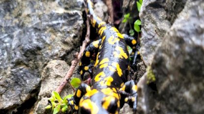 Sarı Benekli Semender Görüntülendi