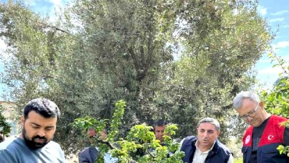 Silifke'de Dolu Yağışı Tarımı Vurdu