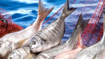 Su ürünleri ilk çeyrekte ihracatını yüzde 24 artırdı... Levrek liderliğini sürdürdü