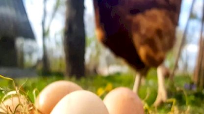 Tavuk eti ve yumurta üretiminde düşüş