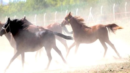 TİGEM, şampiyon aygırların taylarını satıyor