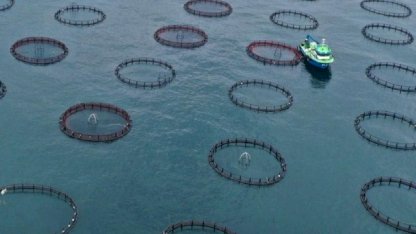 Türk somonu ihracat geliri üç ayda 91 milyon doları geçti