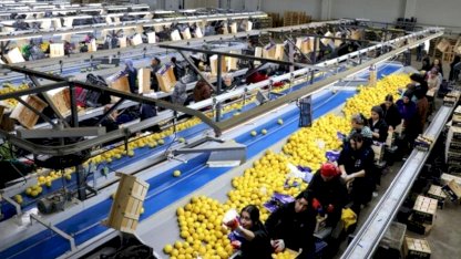 Türkiye, 3 ayda en fazla yaş meyve sebzeyi Irak'a gönderdi