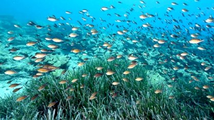 Türkiye sularında 39 tür tehdit altında