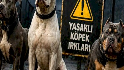 Türkiye'de Yasaklı Köpek Türleri 2026: Güncel Liste, Cezalar ve Yeni Düzenlemeler
