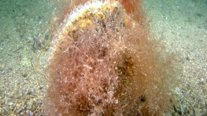 Tuzla kıyılarında mucize ekosistem: Pinalar ve deniz çayırları izlemeye alınıyor