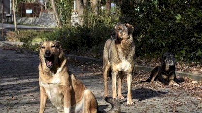 Ülke genelindeki sahipsiz sokak hayvanlarının yüzde 78'i toplandı