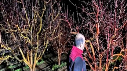 Zirai don alarmı! Ekipler sahada