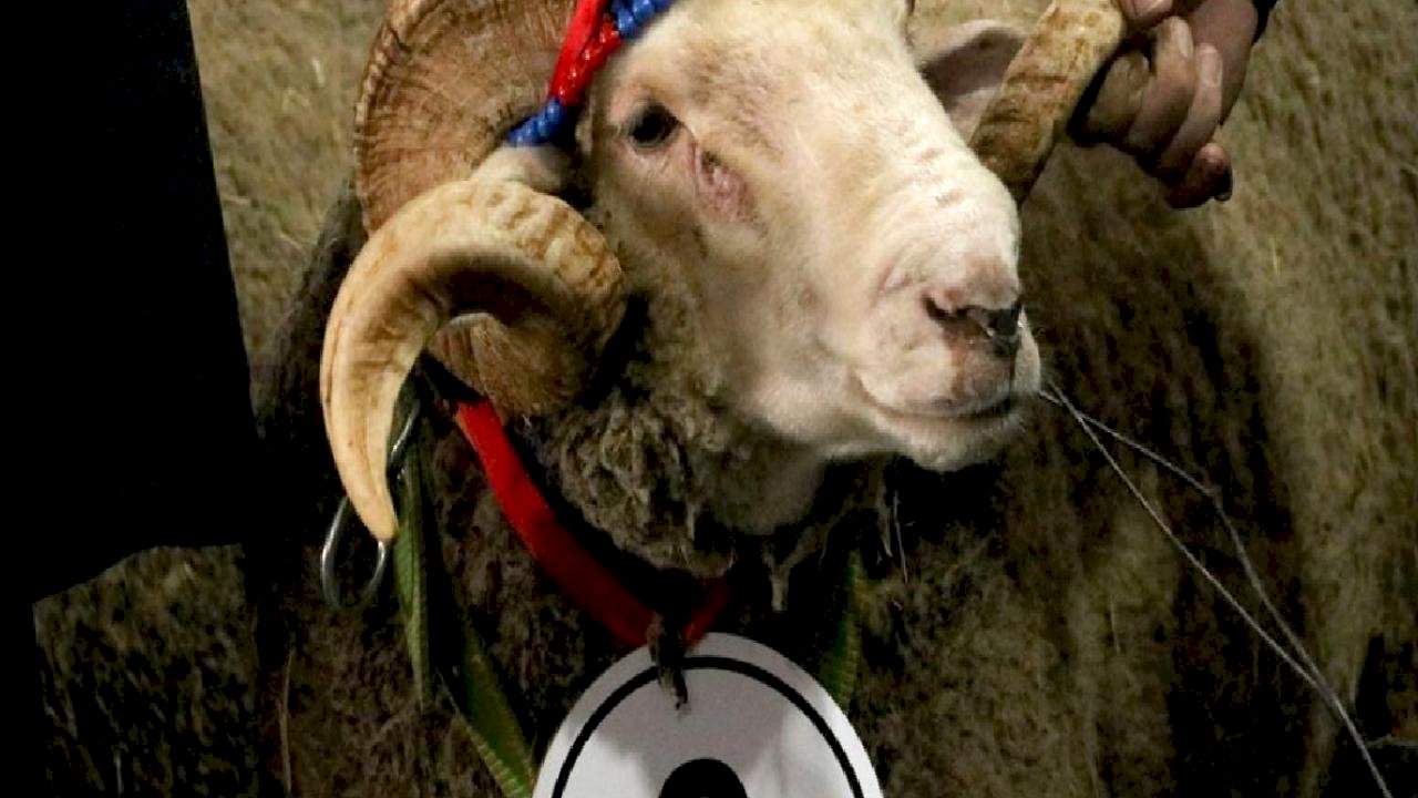 Tekirdağ'da Damızlık Koç Yarışması