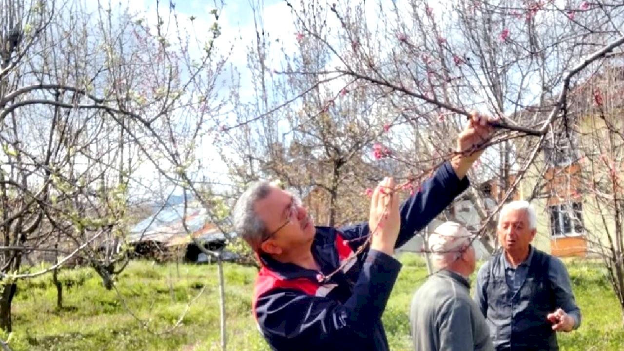 Tosya'da Zirai Don Endişesi Olmadığı Açıklandı