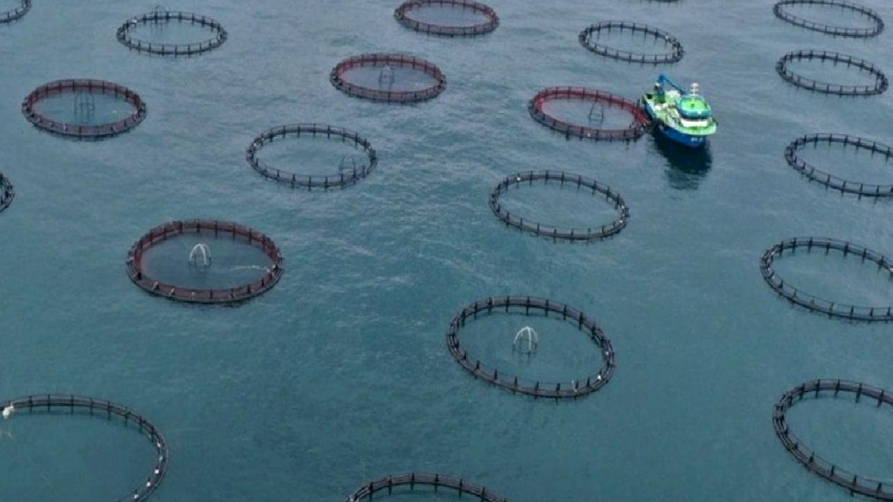 Türk somonu ihracat geliri üç ayda 91 milyon doları geçti