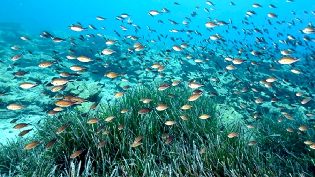 Türkiye sularında 39 tür tehdit altında