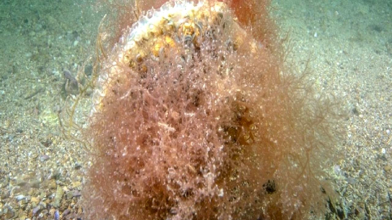 Tuzla kıyılarında mucize ekosistem: Pinalar ve deniz çayırları izlemeye alınıyor