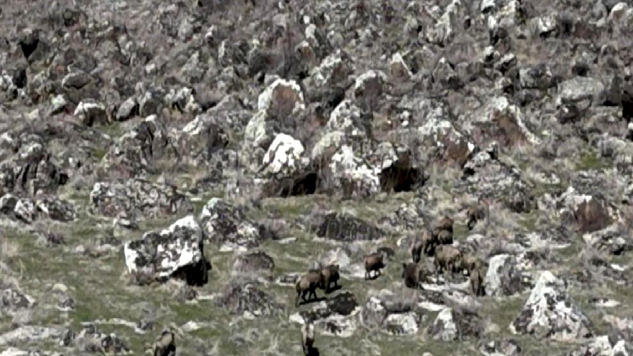 Yaban Domuzları Çiftçilerin Kabusu