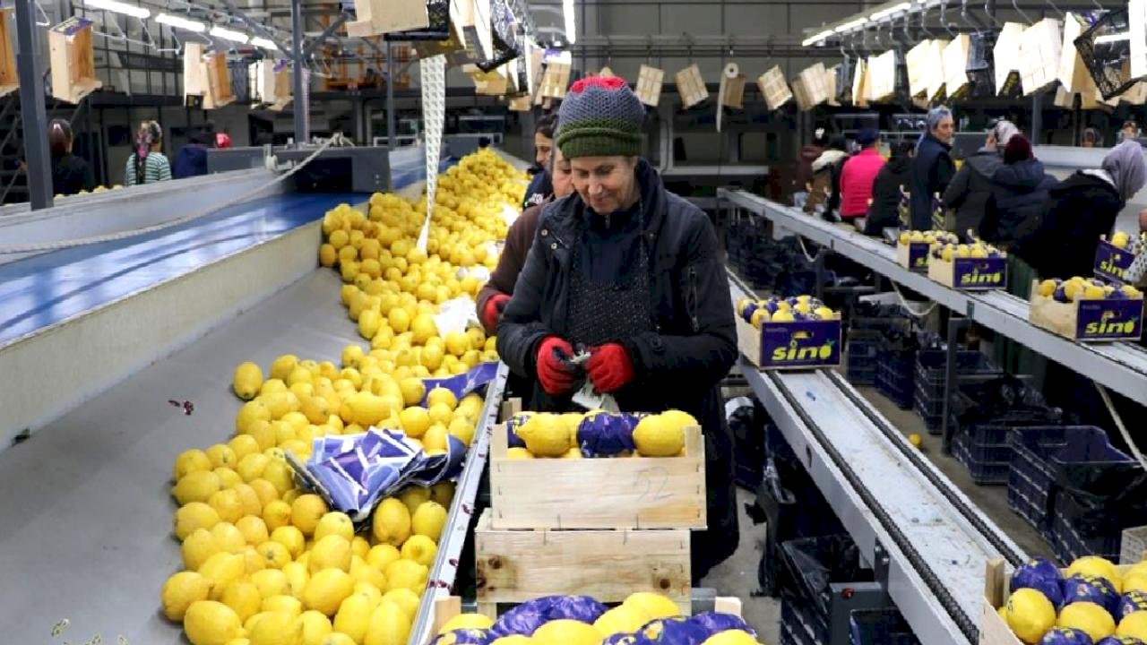 Yaş Meyve Sebze İhracatı Artıyor