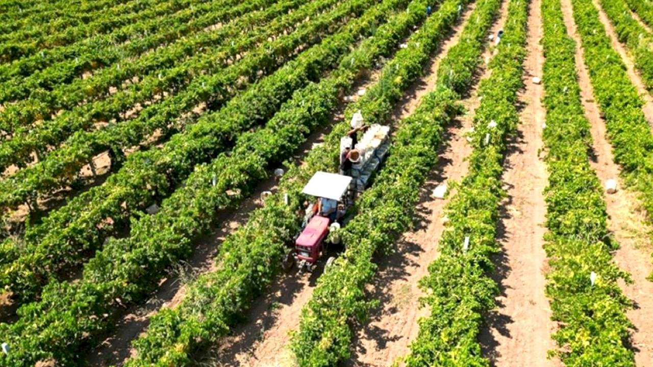 Yeni çiftçilere 17,4 milyar lira tarımsal destekleme ödemesi bugün