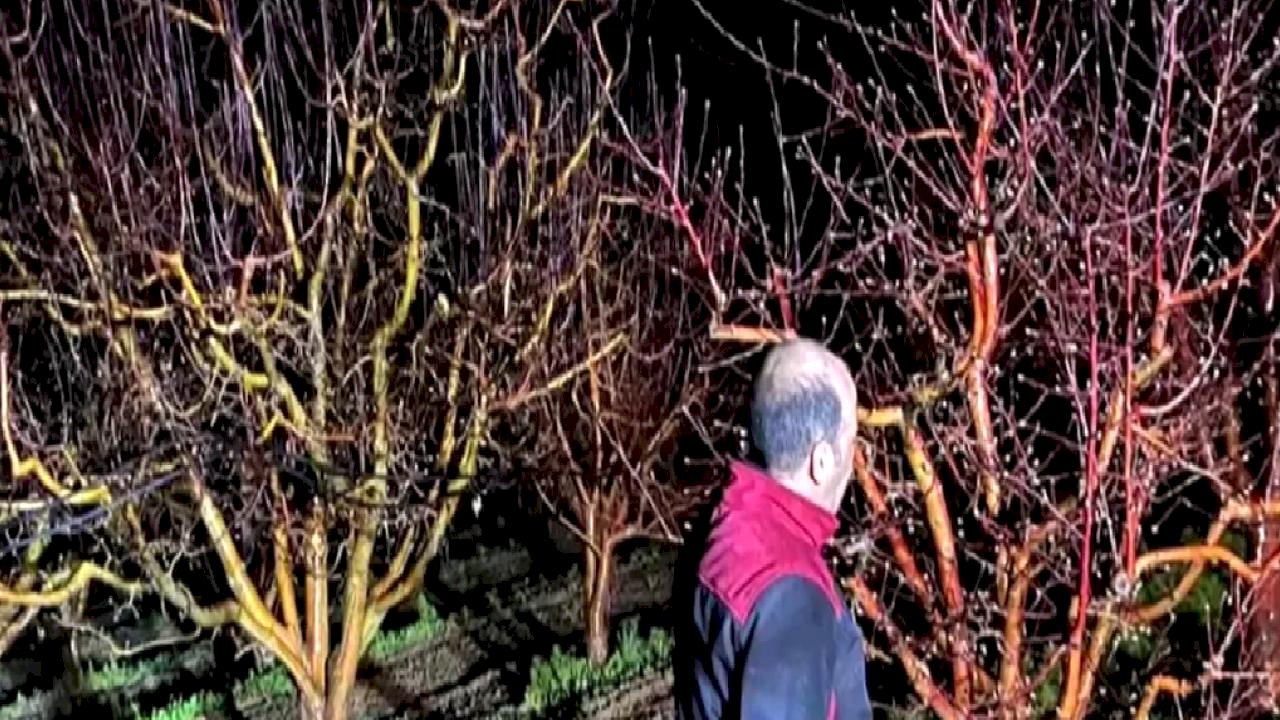 Zirai don alarmı! Ekipler sahada