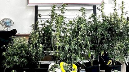 Bursa’da kilolarca esrar ve skunk ele geçirildi