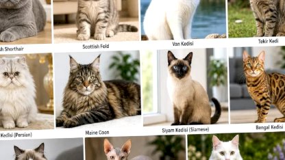 En Popüler Kedi Irkları: Evde Beslenebilecek 10 Sevimli Kedi Türü