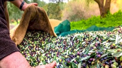 İzmir’de Uluslararası Zeytin Zirvesi... 13 ülkeden uzmanlar buluşuyor